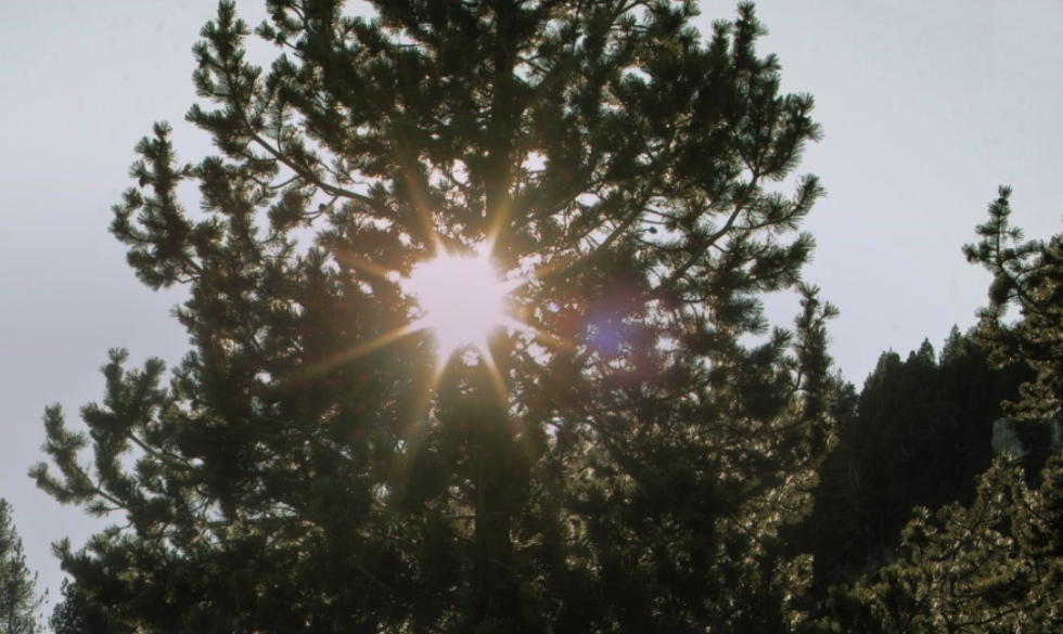 Comment rendre le musée vivant ? Comment rendre le musée au vivant ?